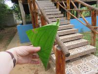 Besuch Gewürzfarm - Tsüte aus einem Blatt hergestellt