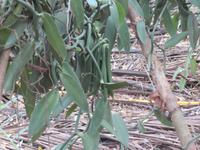 Besuch Gewürzfarm - Vanillie