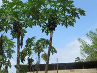 Besuch Gewürzfarm - Papaya