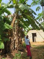 Besuch Gewürzfarm - Bananen