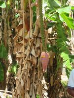 Besuch Gewürzfarm - Bananen