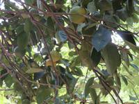 Besuch Gewürzfarm - Limetten