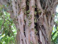 Besuch Gewürzfarm -