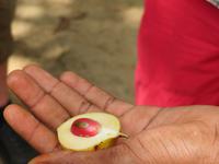 Besuch Gewürzfarm - Muskatnuss