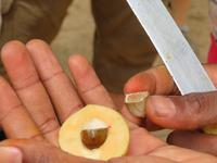 Besuch Gewürzfarm - Muskatnuss