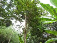 Besuch Gewürzfarm - Muskatnuss-Baum