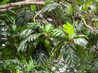 Besuch Gewürzfarm - Brotfrucht
