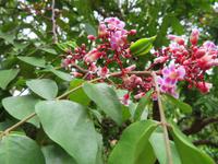 Besuch Gewürzfarm - Sternfrucht - Blüten