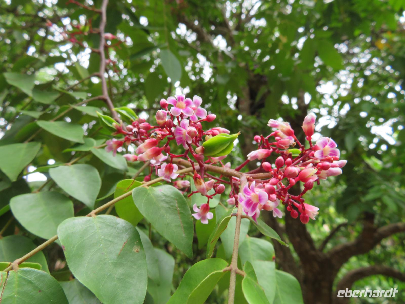 Besuch Gewürzfarm - Sternfrucht - Blüten