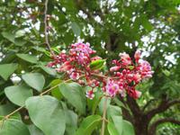 Besuch Gewürzfarm - Sternfrucht - Blüten