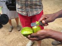 Besuch Gewürzfarm - Sternfrucht 