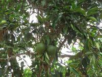 Besuch Gewürzfarm - Pamelos