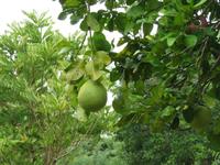 Besuch Gewürzfarm - Pamelos