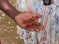 Besuch Gewürzfarm - Peffer