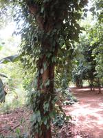 Besuch Gewürzfarm - Peffer