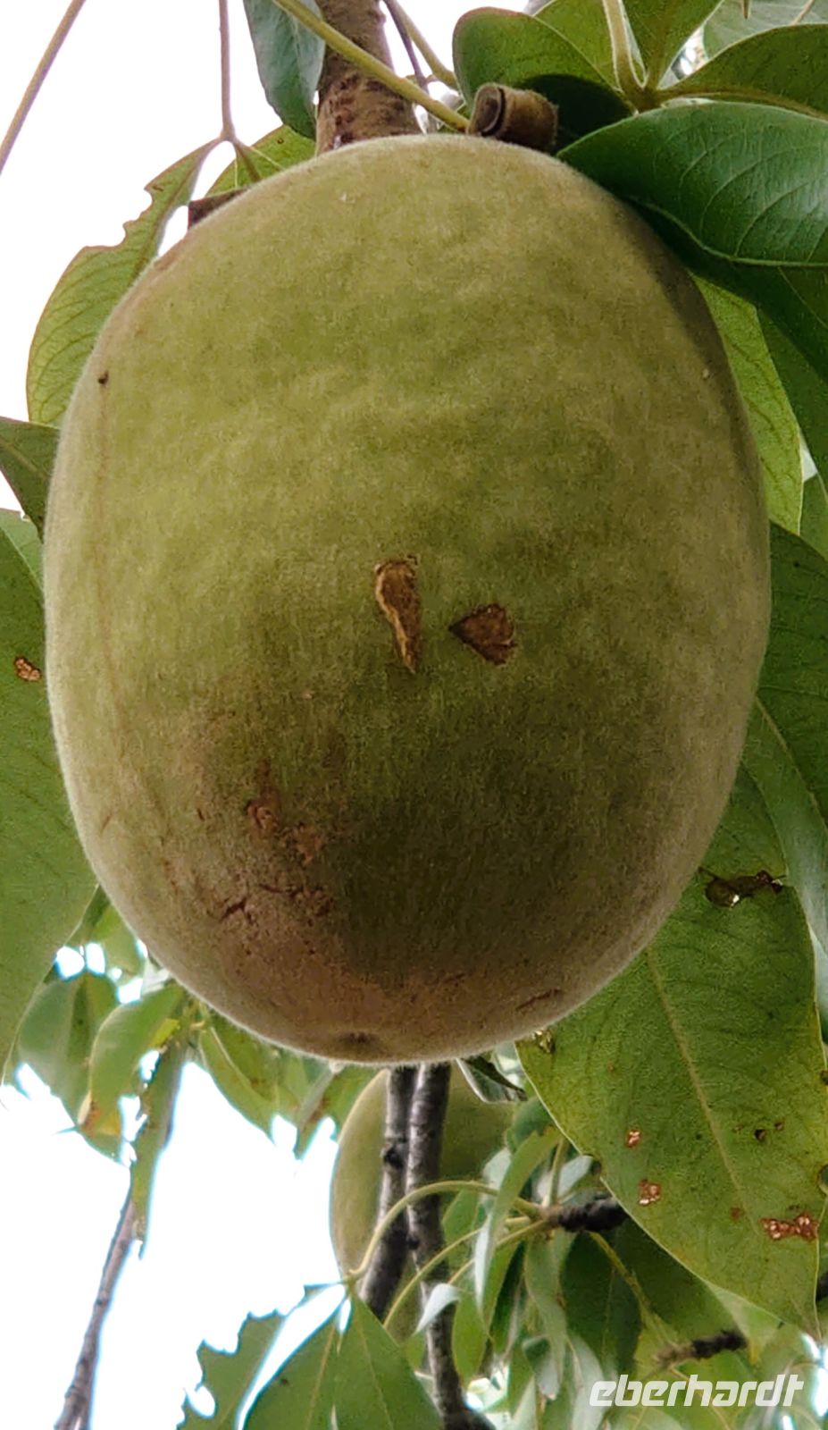 172 Baobab-Frucht