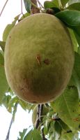 172 Baobab-Frucht