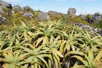Plateau Tafelberg (2)