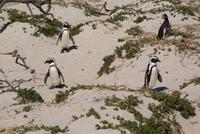 Boulders Beach (2)