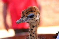 Highgate Straußenfarm (2)