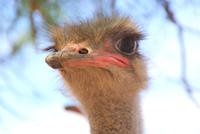 Highgate Straußenfarm (4)