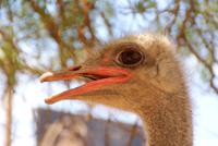 Highgate Straußenfarm (5)