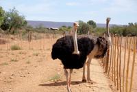 Highgate Straußenfarm (7)