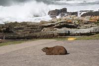 Tsitsikamma National Park