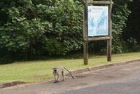 Bootsfahrt St. Lucia (2)