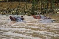 Flusspferde auf dem St. Lucia Lake