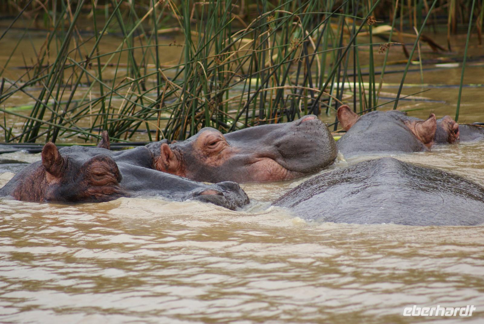 Flusspferde auf dem St. Lucia Lake (2)