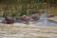 Flusspferde auf dem St. Lucia Lake (2)