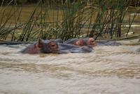 Flusspferde auf dem St. Lucia Lake (3)