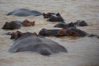 Flusspferde auf dem St. Lucia Lake (4)