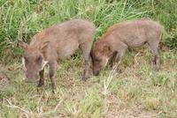 Hluhluwe Nationalpark (3)