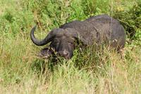 Büffel im Hluhluwe Nationalpark