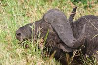 Büffel im Hluhluwe Nationalpark (2)