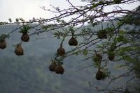 Webervogelnester (2)