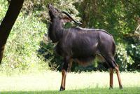Nyala Bock