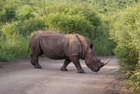 Breitmaulnashorn (2)