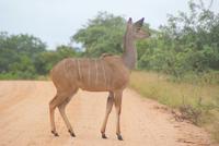 Kudu
