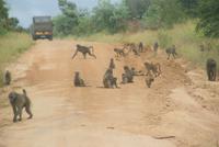 Pavianhorde