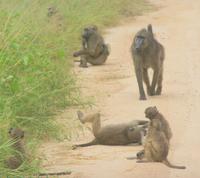 Pavianhorde (3)