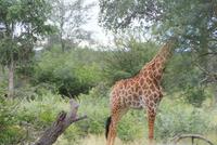 Giraffe (2)