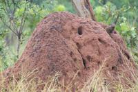 Termitenhügel mit Untermietern