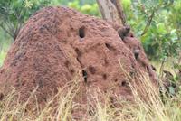 Termitenhügel mit Untermietern (2)