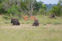 Gnus und Impalas