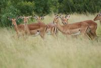 Impalas (2)