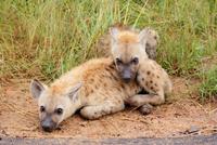Hyänenjunge (2)