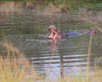 Hippo im Nkambeni Safari Camp